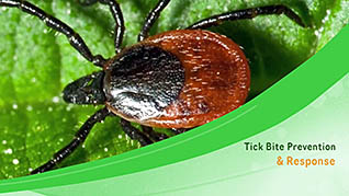 Tick Bite Prevention And Response